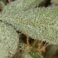 White Widow Autoflowering (Dinafem)