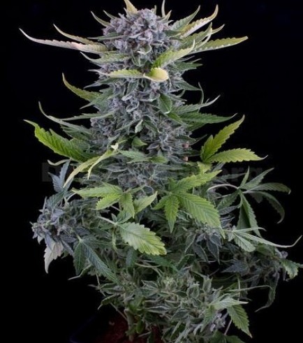 White Widow Autoflowering (Dinafem)