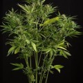 White Widow XXL Autoflowering (Dinafem)