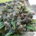 White Widow (Dutch Passion)