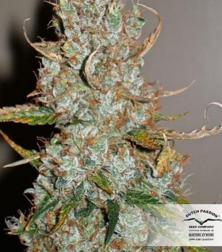 AutoBlueberry (Dutch Passion)