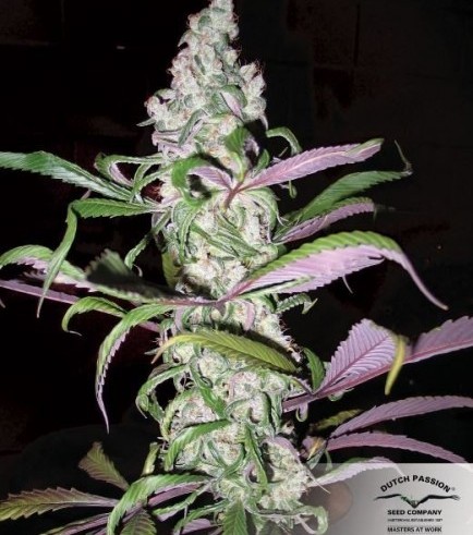 Blueberry (Dutch Passion)