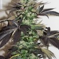Night Queen (Dutch Passion)