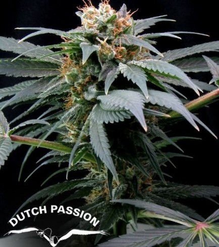 Ortega Indica (Dutch Passion)