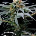 Ortega Indica (Dutch Passion)