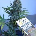 Skunk 11 (Dutch Passion)