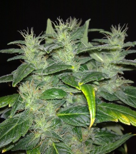 Dieseltonic (Resin Seeds)