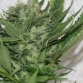 Sour P (Resin Seeds)