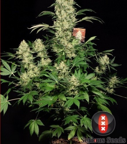 AK-47 (Serious Seeds)