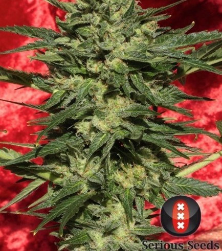 Autoflowering White Russian 1 (Serious Seeds)