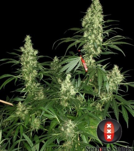 Kali Mist (Serious Seeds)