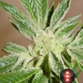 White Russian (Serious Seeds)