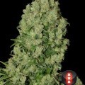 White Russian (Serious Seeds)