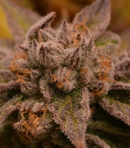 9 Pound Hammer (TGA Subcool Seeds)