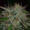 Chernobyl (TGA Subcool Seeds)