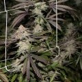 Conspiracy Kush (TGA Subcool Seeds)