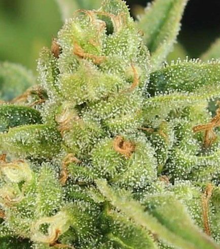 Dairy Queen (TGA Subcool Seeds)