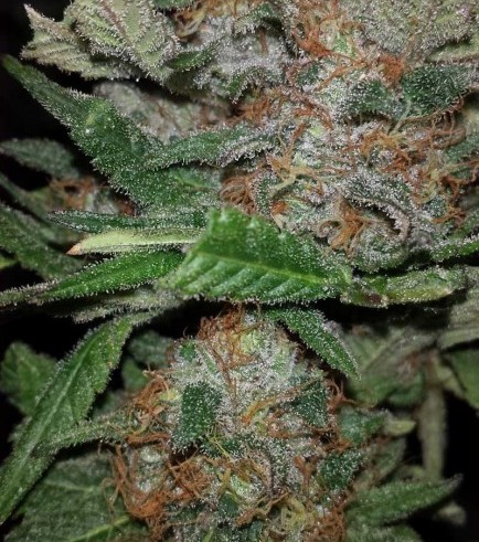 Hurkle (TGA Subcool Seeds)