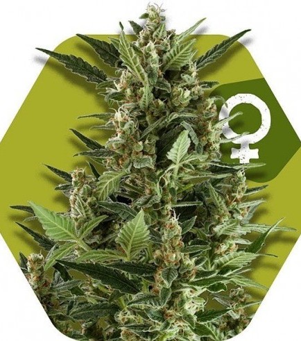 Green AK XL (Zambeza Seeds)