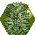 White Cheese Autoflowering (Zambeza Seeds)