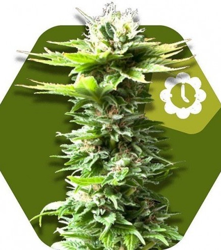 Power Kush Autoflowering (Zambeza Seeds)