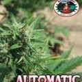 Automatic (Big Buddha Seeds)