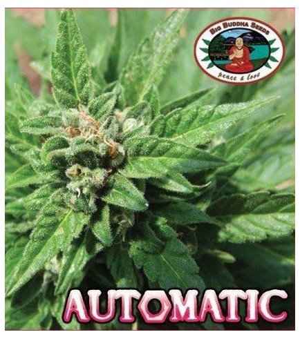 Automatic (Big Buddha Seeds)