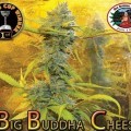 Big Buddha Cheese (Big Buddha Seeds)