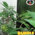 Bubble Cheese (Big Buddha Seeds)