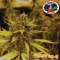 Cheese Dawg (Big Buddha Seeds)