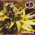 Cheese Dawg (Big Buddha Seeds)