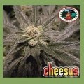 Cheesus (Big Buddha Seeds)