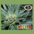 Cheesus (Big Buddha Seeds)