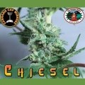 Chiesel (Big Buddha Seeds)