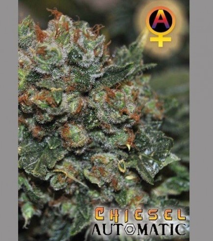 Chiesel Automatic (Big Buddha Seeds)