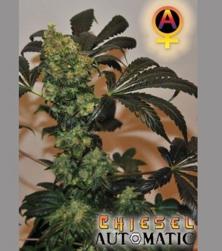 Chiesel Automatic (Big Buddha Seeds)