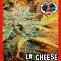 L.A. Cheese (Big Buddha Seeds)