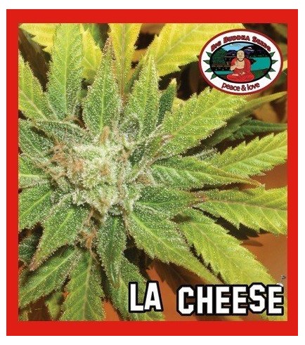 L.A. Cheese (Big Buddha Seeds)