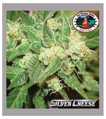 Silver Cheese (Big Buddha Seeds)