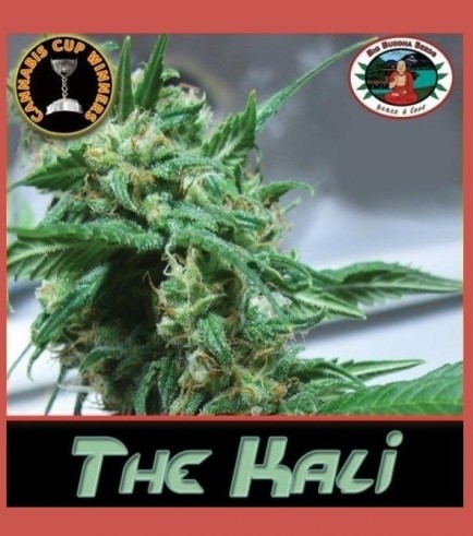 The Kali (Big Buddha Seeds)