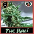 The Kali (Big Buddha Seeds)