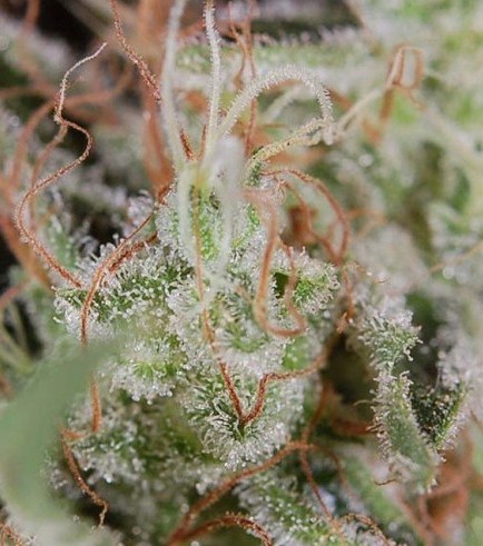 Jack The Ripper (TGA Subcool Seeds)