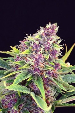 Purple Kush