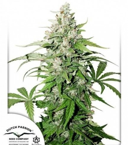 Auto Cinderella Jack (Dutch Passion)