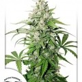 Auto Cinderella Jack (Dutch Passion)