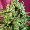 S.A.D. Sweet Afgani Delicious CBD (Sweet Seeds)