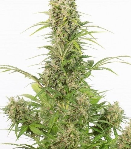 White Wido Autoflowering CBD (Dinafem)