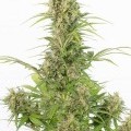 White Wido Autoflowering CBD (Dinafem)