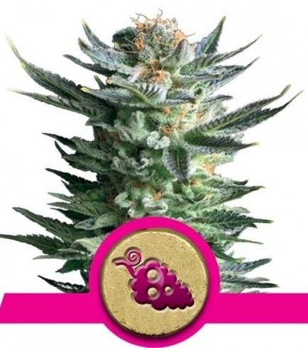 Fruit Spirit (Royal Queen Seeds)