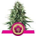 Power Flower (Royal Queen Seeds)